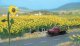 Sunflower Field -- Kit pkg(60), HO, Walthers SceneMaster 1119