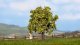 Apple Tree with Fruits, All Scales, NOCH 21560