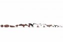 Birds, HO, NOCH 15775