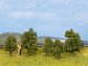 Bushes, All Scales, NOCH 25410