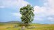 Chestnut Tree, All Scales, NOCH 21800