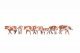 Cows, brown-white, HO, NOCH 15726