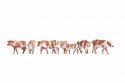 Cows, brown-white, HO, NOCH 15726