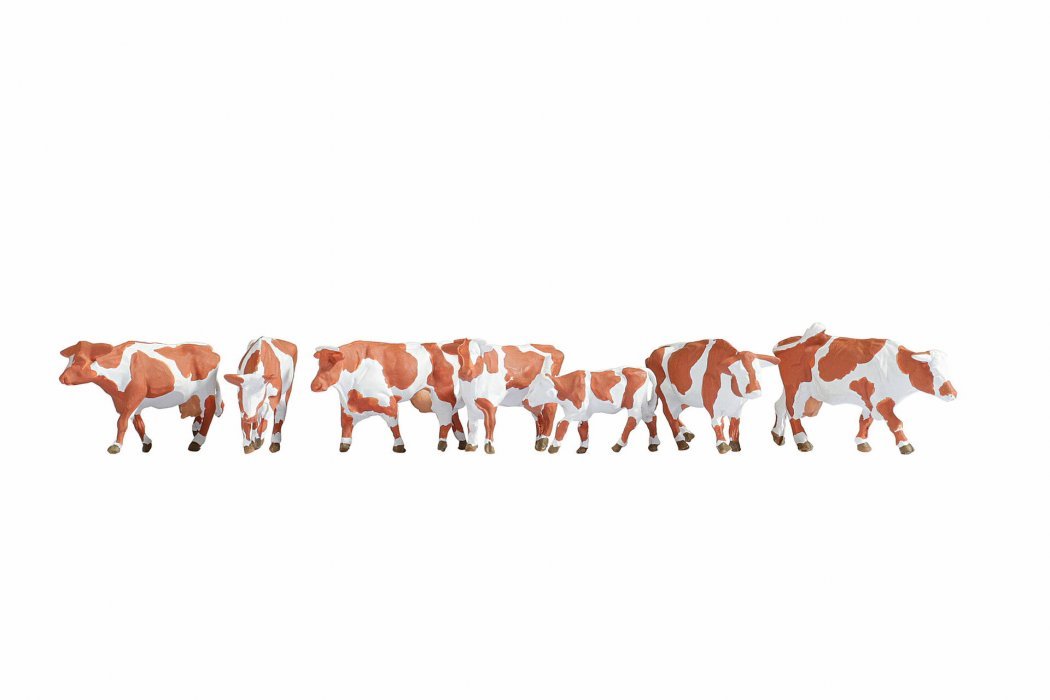 Cows, brown-white, HO, NOCH 15726
