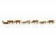 Cows, dark brown, N, NOCH 36722