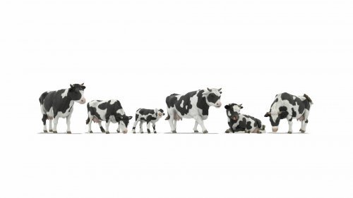 Cows, Z, NOCH 44540