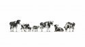 Cows, Z, NOCH 44540