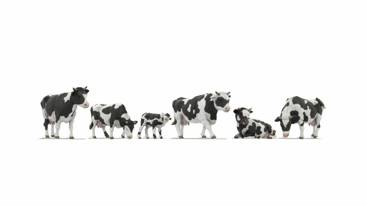 Cows, Z, NOCH 44540