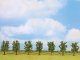 Deciduous Trees, All Scales, NOCH 25088