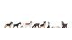 Dogs, N, NOCH 36717