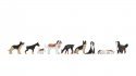 Dogs, N, NOCH 36717