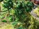 Felling Trees, N, NOCH 12956