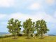 Fruit Trees, All Scales, NOCH 25510