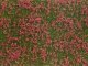 Groundcover Foliage, Meadow red, All Scales, NOCH 07257