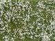 Groundcover Foliage, Meadow white, All Scales, NOCH 07256