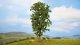 Horse Chestnut Tree, All Scales, NOCH 25895