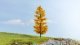 New Larch, autumnal, All Scales, NOCH 20167