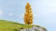 New Larch, autumnal, All Scales, NOCH 20169
