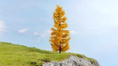 New Larch, autumnal, All Scales, NOCH 20169