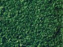 Leaves, All Scales, NOCH 07144