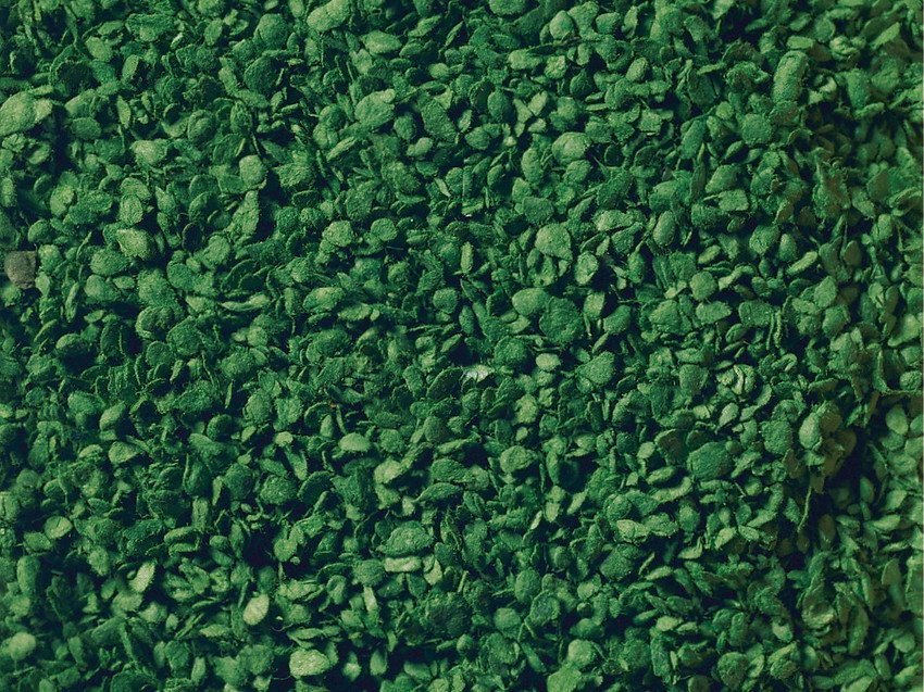 Leaves, All Scales, NOCH 07144