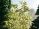 Leaves, All Scales, NOCH 07146