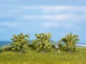Lemon Tree, All Scales, NOCH 25115