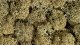 Lichen, All Scales, NOCH 08600