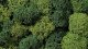 Lichen, All Scales, NOCH 08610