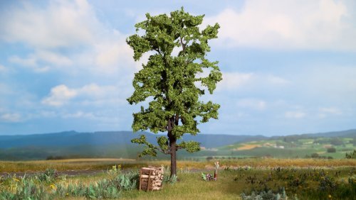 Lime Tree, All Scales, NOCH 21780