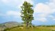 Lime Tree, All Scales, NOCH 25880