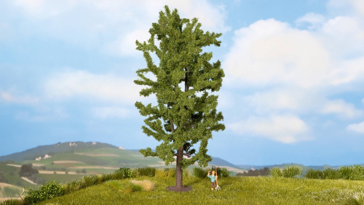 Lime Tree, All Scales, NOCH 25880