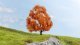 New Maple, autumnal, All Scales, NOCH 20155