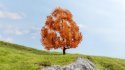 New Maple, autumnal, All Scales, NOCH 20155