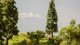 micro-motion Falling Tree "Fir Tree", All Scales, NOCH 21775