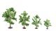 Mixed Forest, All Scales, NOCH 24623