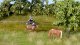 Natur+ “Summer Meadow”, All Scales, NOCH 07403