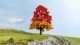 New Oak Tree, autumnal, All Scales, NOCH 20114