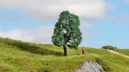 Oak, All Scales, NOCH 20111