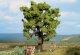 Oak, All Scales, NOCH 21760