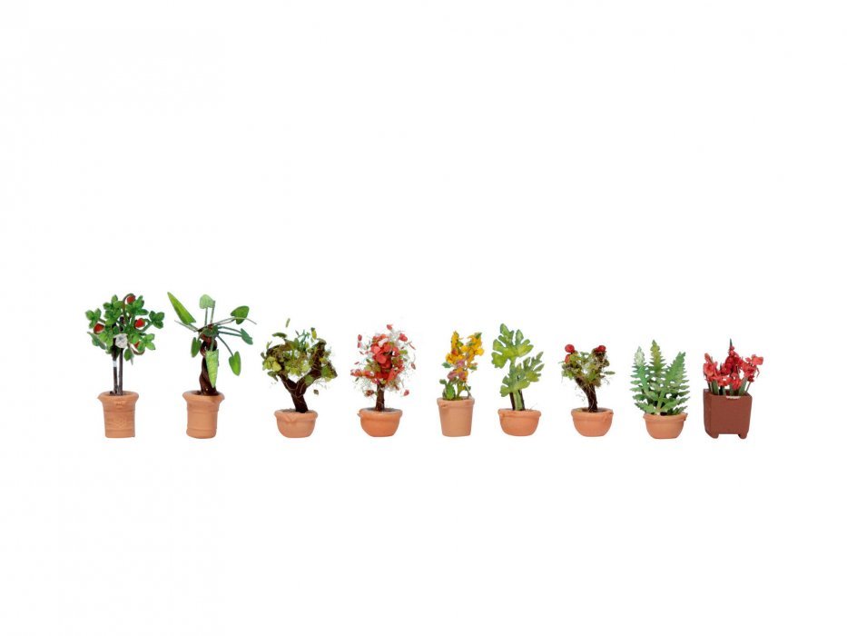 Ornamental Plants in Pots, N, NOCH 14082