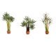 Palms, HO, NOCH 14024