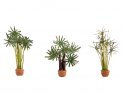 Palms, HO, NOCH 14024