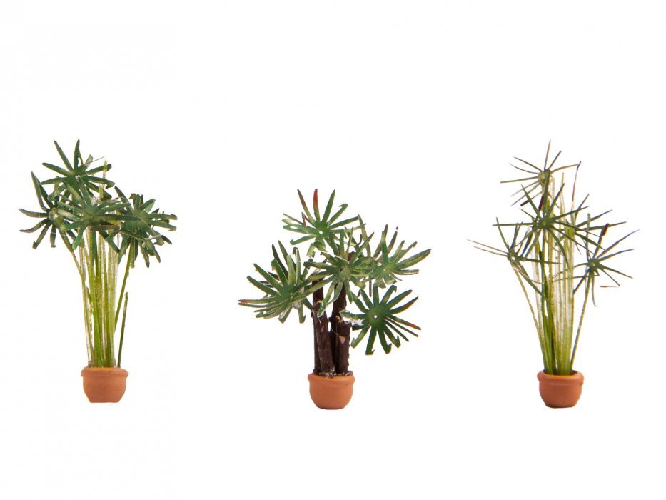 Palms, HO, NOCH 14024