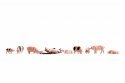 Pigs, N, NOCH 36712
