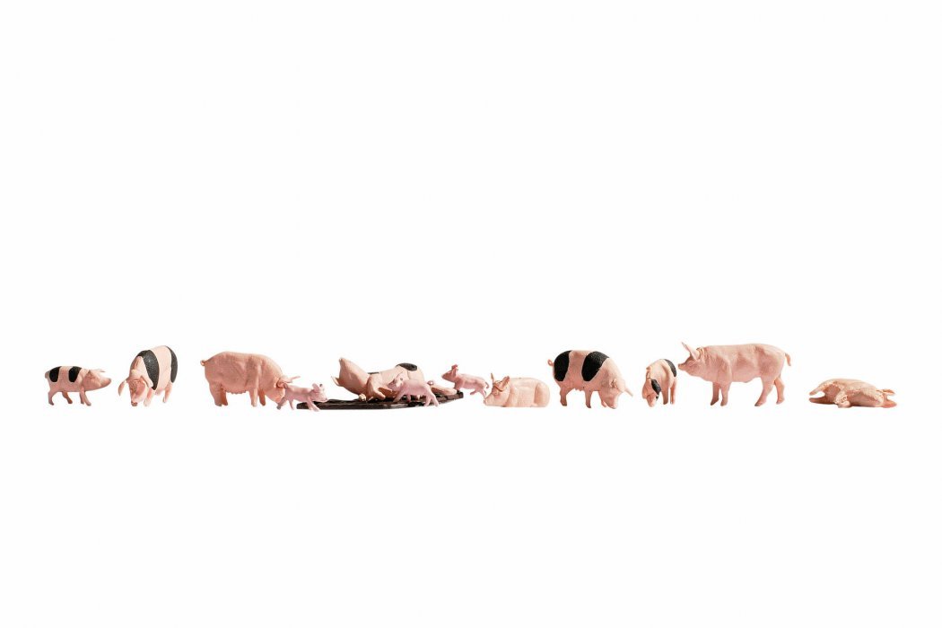 Pigs, N, NOCH 36712