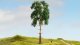 Pine Tree, All Scales, NOCH 20141