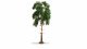 Pine Tree, All Scales, NOCH 20141