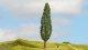 Poplar, All Scales, NOCH 20130