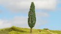 Poplar, All Scales, NOCH 20130